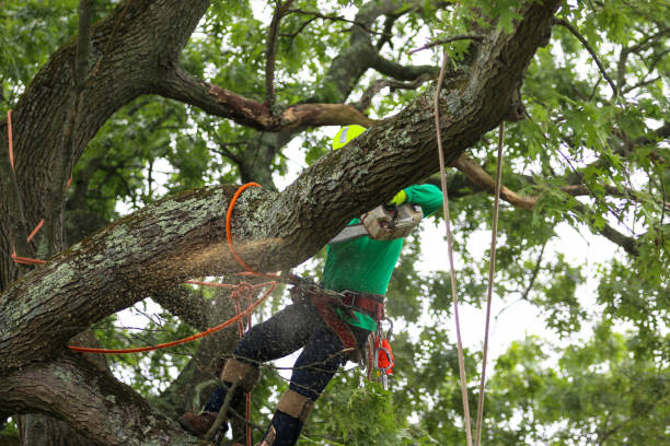 How Our Tree Care Process Works  in  Ridge, NY